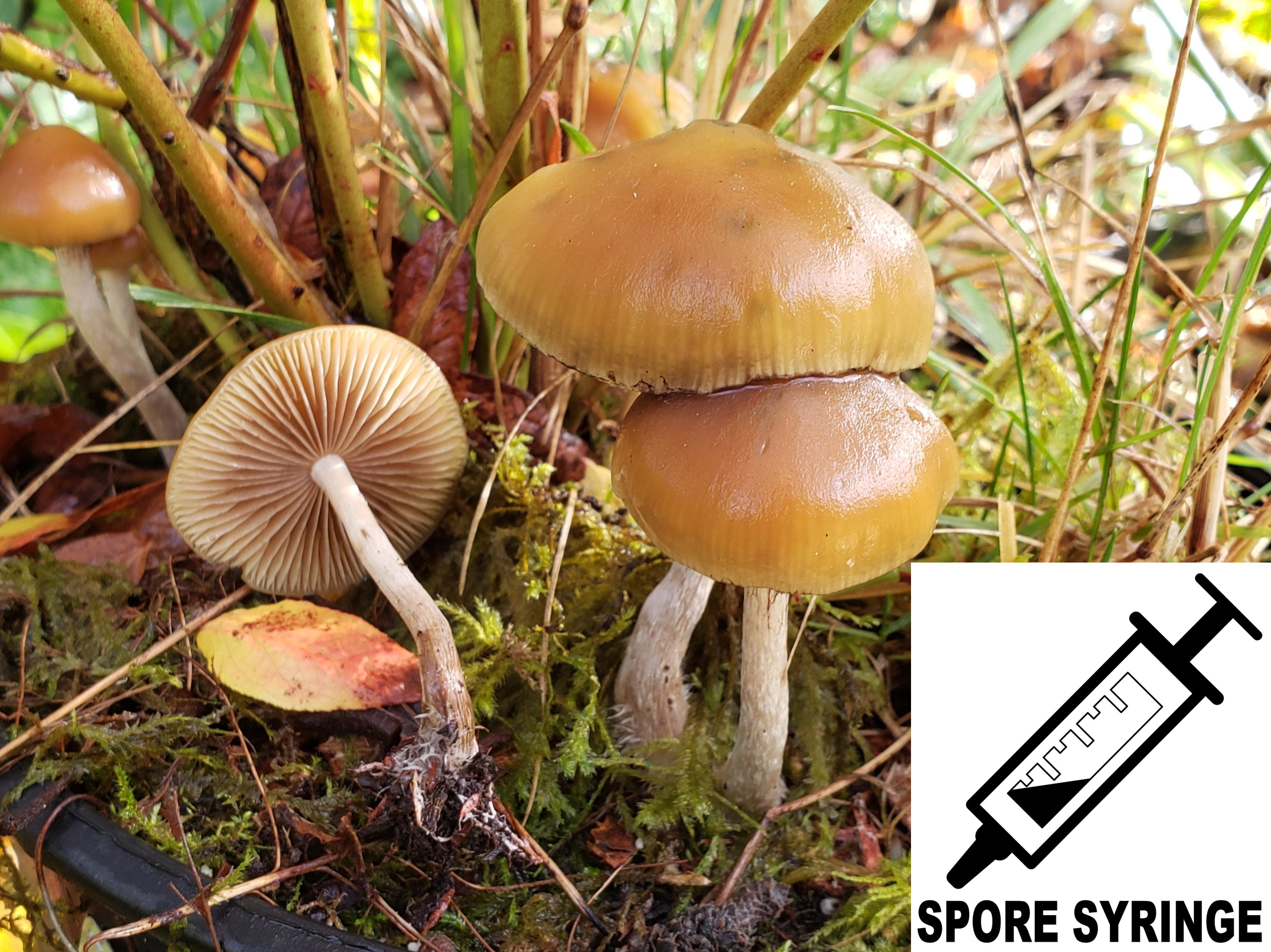 MONTHLY FEATURE, Psilocybe allenii : Cyclone Psilocybe Spore Syringe